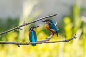 Pairof Kingfishers Perchedon Branch Wallpaper