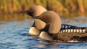 Pairof Pacific Loons Swimming Wallpaper