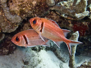 Pairof Soldierfish Underwater Wallpaper