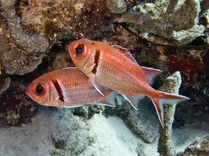 Pairof Soldierfish Underwater Wallpaper