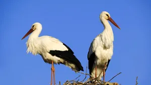 Pairof Storks Nesting Against Blue Sky Wallpaper