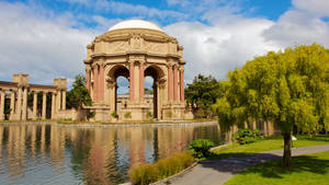 Palace Of Fine Arts Big Tree Wallpaper