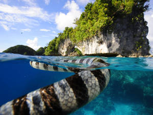 Palau Banded Sea Krait Wallpaper