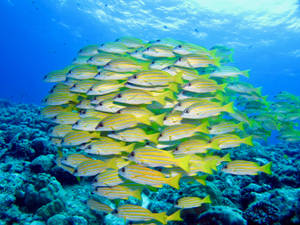 Palau School Of Yellowtail Wallpaper