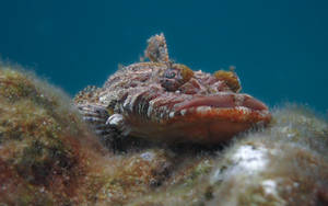 Palau Scorpionfish Wallpaper