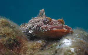 Palau Scorpionfish Wallpaper