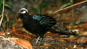 Palawan Peacock Pheasantin Habitat.jpg Wallpaper