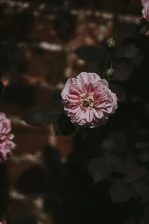 Pale Pink Aesthetic Rose Wallpaper