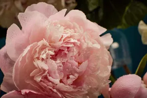 Pale Pink Peonywith Dew Drops Wallpaper