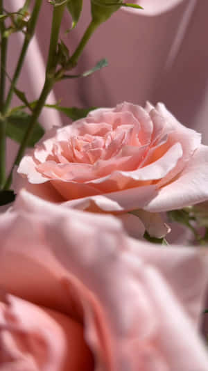 Pale Pink Rose Closeup Wallpaper