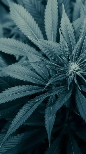 Pale Weed Plant For Iphone Screens Wallpaper