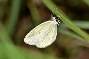 Pale Yellow Sulphur Butterflyon Leaf.jpg Wallpaper