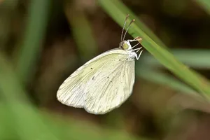 Pale Yellow Sulphur Butterflyon Leaf.jpg Wallpaper