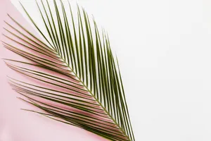 Palm Frondon Pink Background.jpg Wallpaper
