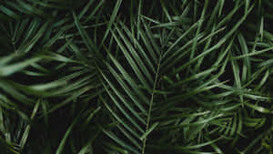 Palm Leaf Close Up Wallpaper