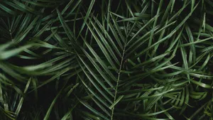 Palm Leaf Close Up Wallpaper