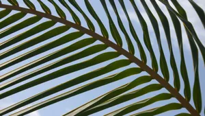 Palm Leaf Close Up Wallpaper