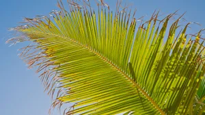 Palm Leaf Close Up Wallpaper