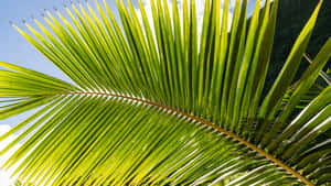 Palm Leaf Close Up Wallpaper