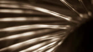 Palm Leaf Close Up Wallpaper