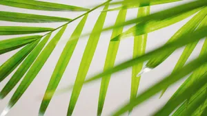 Palm Leaf Close Up Wallpaper