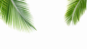 Palm Leaf Close Up Wallpaper