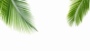 Palm Leaf Close Up Wallpaper