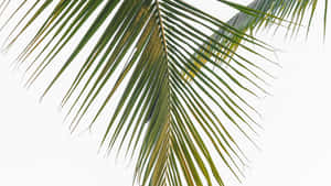 Palm Leaf Close Up Wallpaper