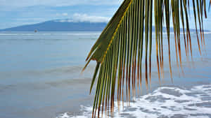 Palm Leaf Over Ocean Wallpaper