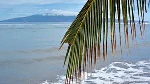 Palm Leaf Over Ocean Wallpaper