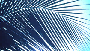 Palm Leaf Silhouette Against Sky Wallpaper
