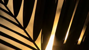 Palm Leaf Silhouette Art Wallpaper