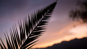 Palm Leaf Silhouette Sunset Wallpaper