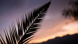 Palm Leaf Silhouette Sunset Wallpaper