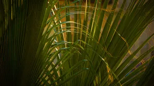 Palm Leaf Texture Patterns Wallpaper