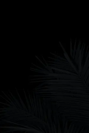 Palm Leaves Black Aesthetic Tumblr Iphone Wallpaper