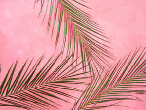 Palm Leaves On A Pink Background Wallpaper