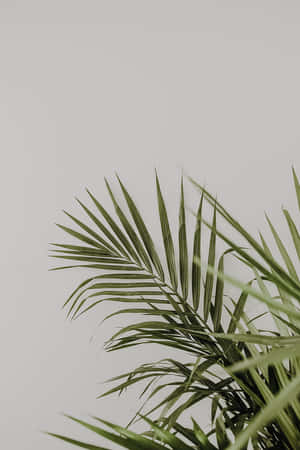 Palm Leaves On A White Background Wallpaper