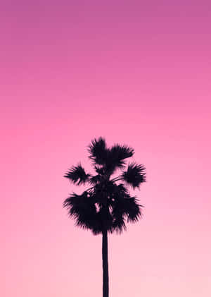 Palm Silhouette Pink Sky Wallpaper