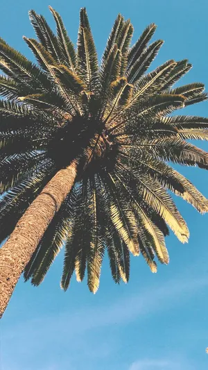 Palm_ Tree_ Against_ Blue_ Sky.jpg Wallpaper