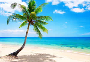 Palm Tree Beach Clear Blue Waters Wallpaper