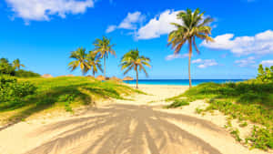 Palm Tree Beach Shadow Sand Wallpaper