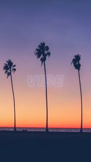 Palm Tree With Sunset Vibe Wallpaper