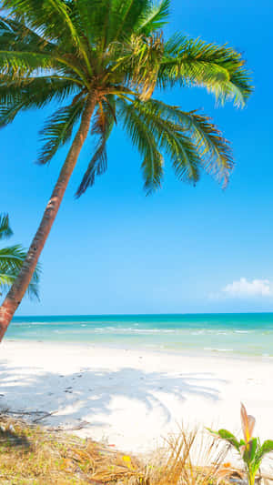 Palm Trees Beach Relaxing Summer Wallpaper