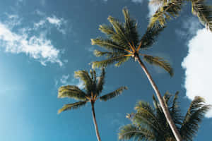 Palm Trees In The Sky Wallpaper