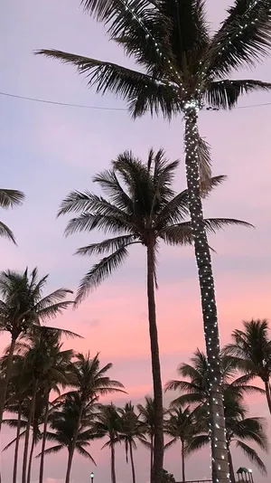 Palm Trees Lit Up At Sunset On The Beach Wallpaper