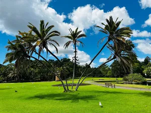 Palm Trees Royal Botanic Garden Sydney Wallpaper