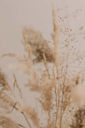 Pampas Grass Against Blue Sky Wallpaper