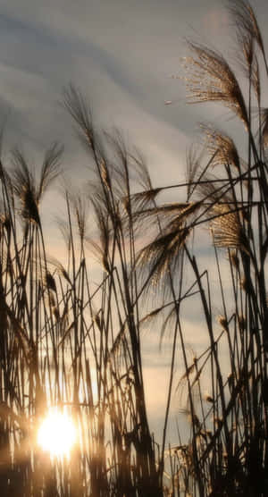 Pampas Grass Blowing In The Wind On A Sunny Day Wallpaper