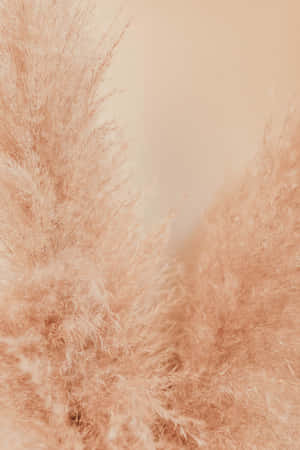 Pampas Grass Ready To Add Texture To Your Landscape Wallpaper